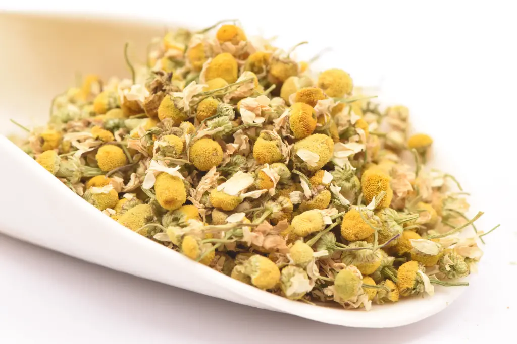 Camomille Matricaire