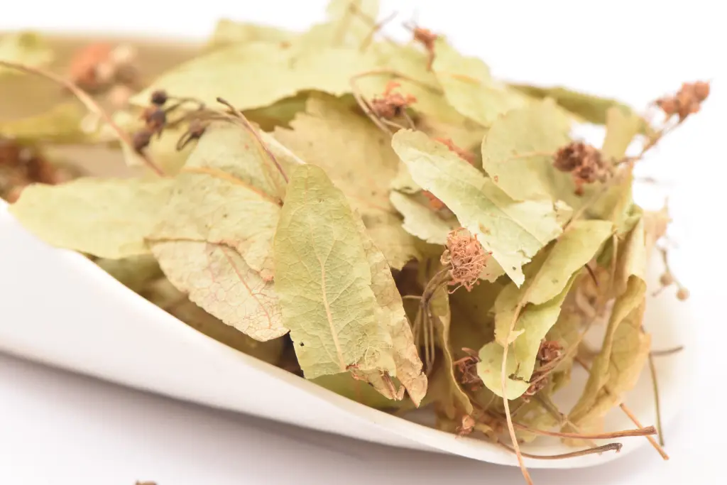 Tilleul  - fleurs entières